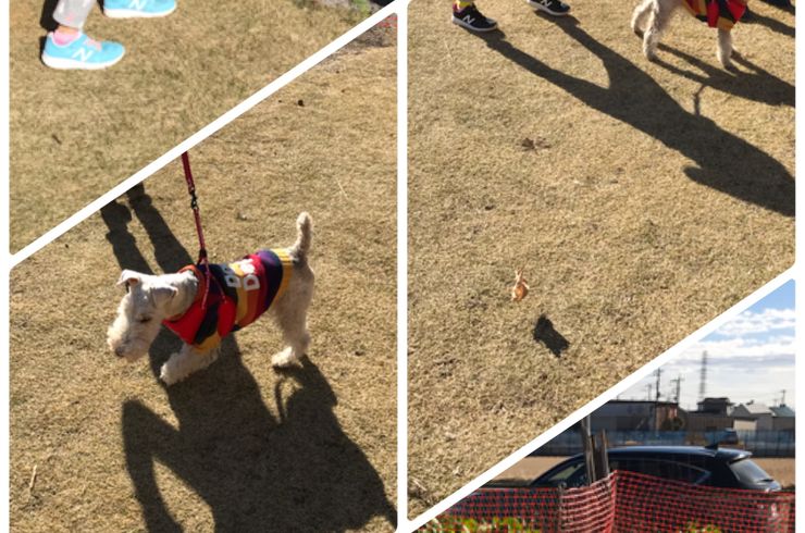 子供と遊ぶ犬