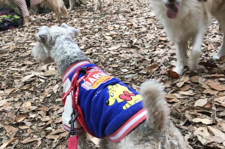 犬とトレッキング