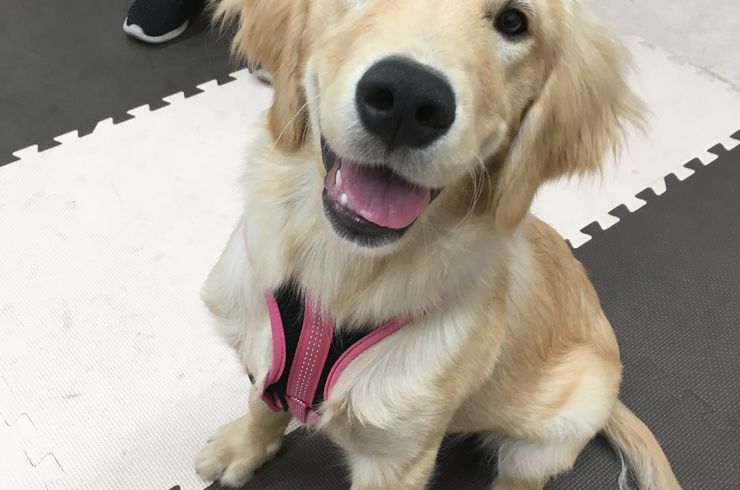 ゴールデンレトリバーパピー