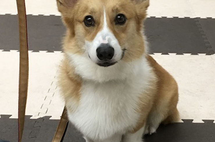 コーギー（ペンブローグ）