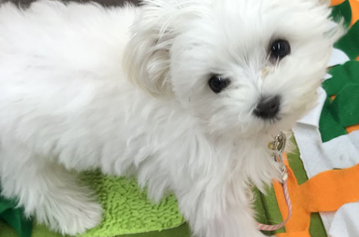 マルチーズ子犬
