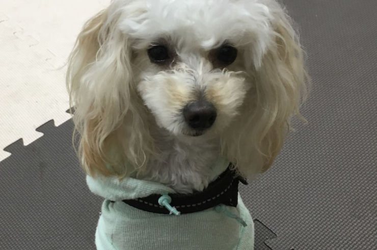 トイプードル女の子