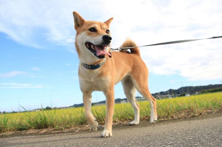 柴犬